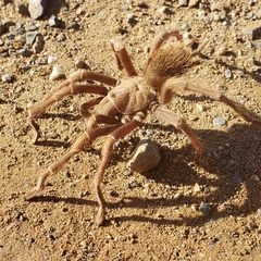 Aphonopelma johnnycashi