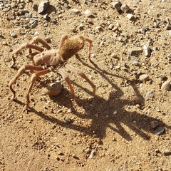 Aphonopelma johnnycashi