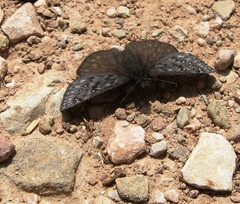 Erynnis telemachus