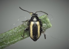Phyllotreta undulata