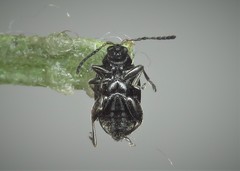 Phyllotreta undulata