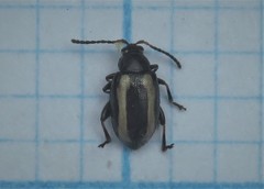 Phyllotreta undulata