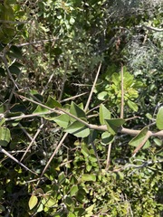 Gymnosporia nemorosa