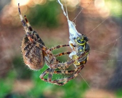 Araneus diadematus