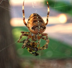 Araneus diadematus
