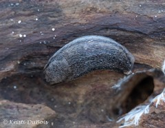 Arion circumscriptus