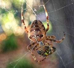 Araneus diadematus