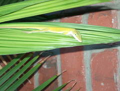 Anolis carolinensis