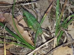 Lluciapomaresius anapaulae