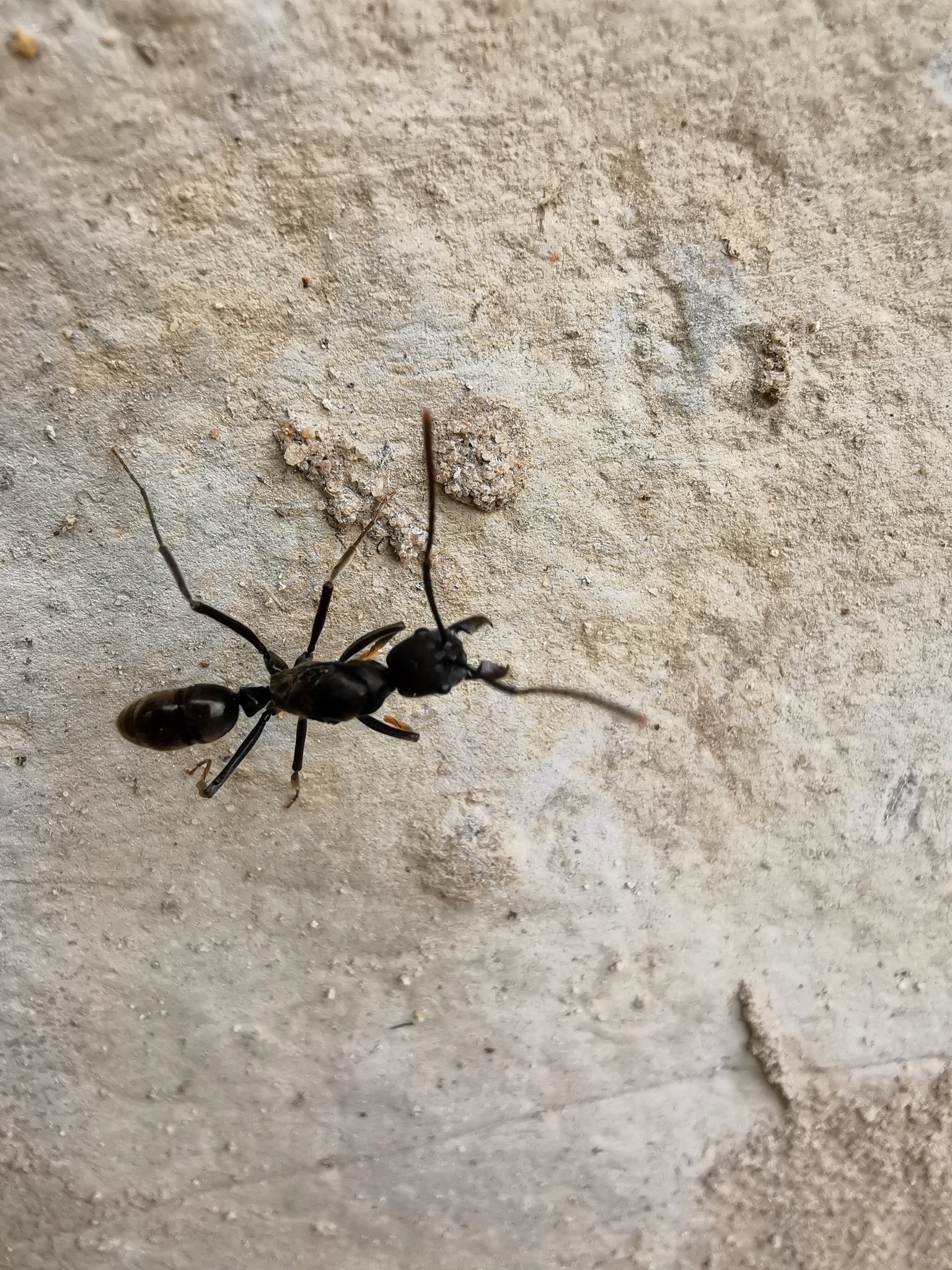 Neoponera fauveli