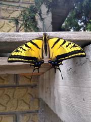 Papilio multicaudata