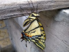 Papilio multicaudata