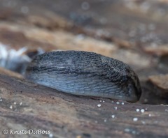 Arion circumscriptus