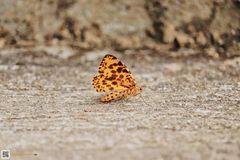 Epobeidia tigrata tigrata