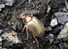 Phytholaema mutabilis