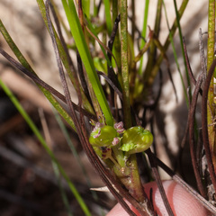 Centella macrocarpa