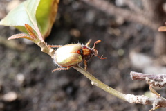 Phytholaema mutabilis