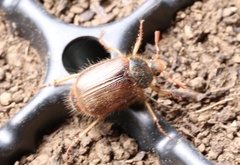 Phytholaema herrmanni