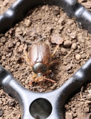 Phytholaema herrmanni