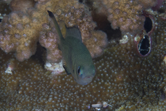 Chromis weberi