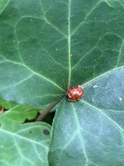 Harmonia quadripunctata