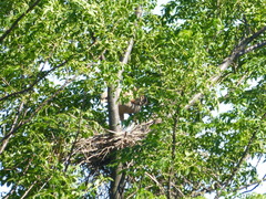 Rupornis magnirostris