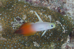 Fire Dartfish photo 4