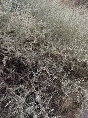 Tidestromia lanuginosa