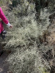 Tidestromia lanuginosa