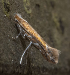 Cameraria quercivorella