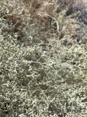 Tidestromia lanuginosa
