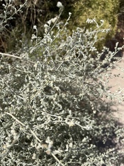 Tidestromia lanuginosa