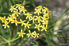 Senecio linifolius