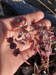 Euphorbia lurida