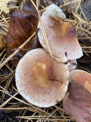 Hypholoma lateritium