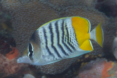 Chaetodon mertensii