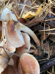 Hypholoma lateritium