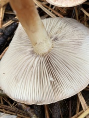Hypholoma lateritium