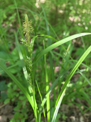 Carex oligocarpa