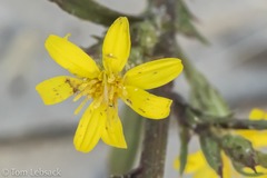 Croptilon rigidifolium