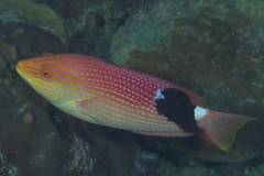 Bodianus loxozonus