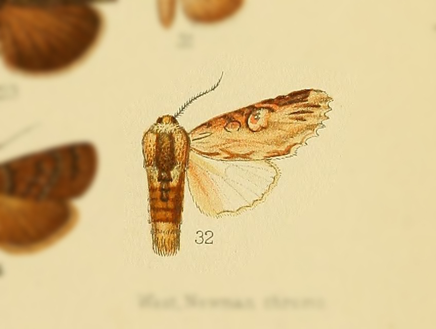 Cetola rubricosta
