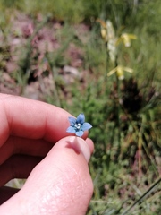 Wahlenbergia cernua