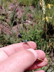Wahlenbergia cernua
