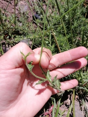 Wahlenbergia cernua