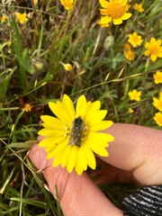 Heliothodes diminutiva