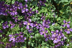Clematis × jackmanii