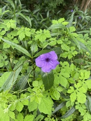 Ruellia simplex image