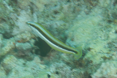 Aspidontus dussumieri