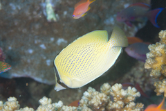 Chaetodon citrinellus